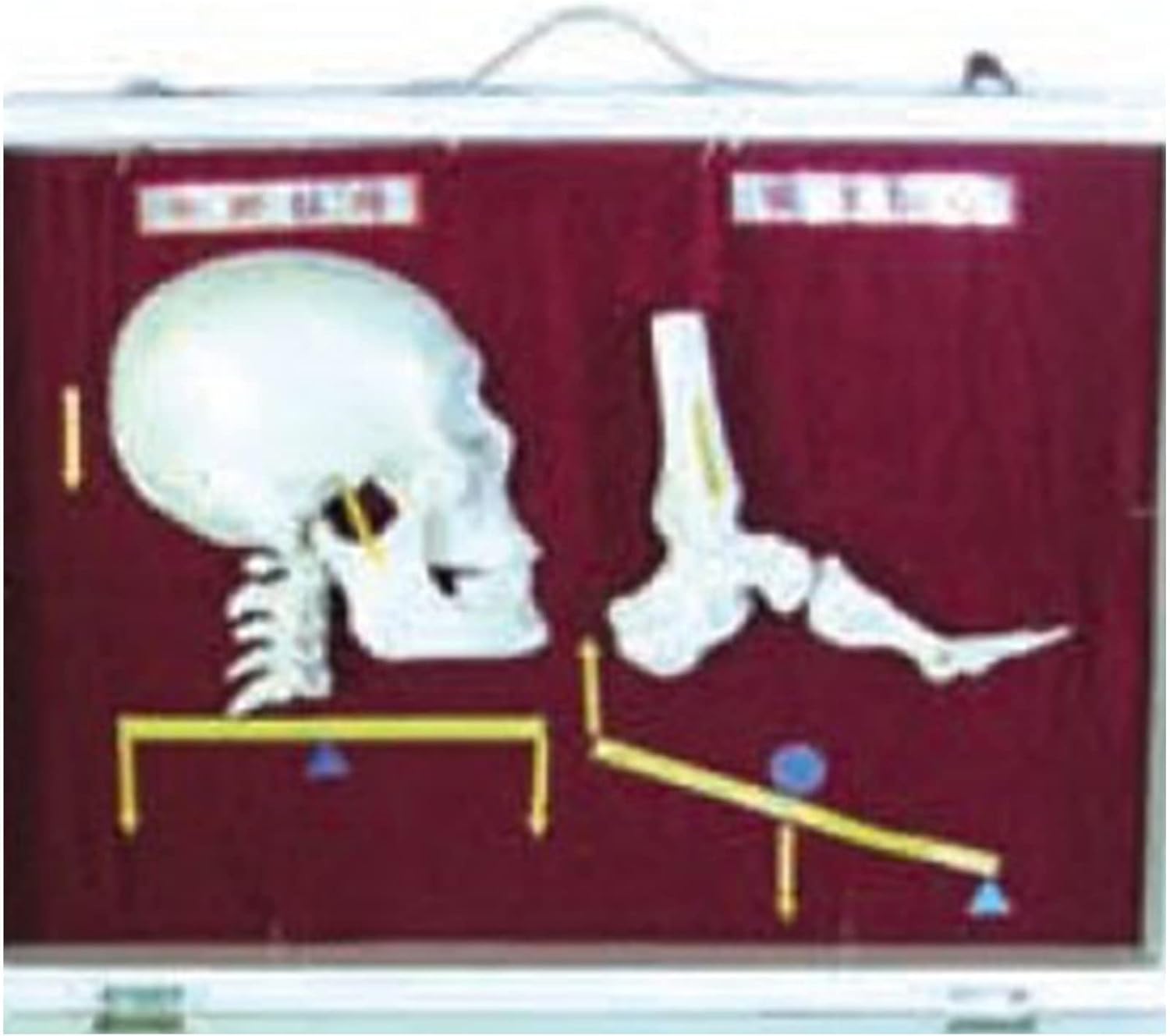 解剖! 非人間的なグチャグチャなゾンビ スマートラブ社製 解剖